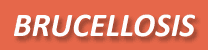 More about brucellosis